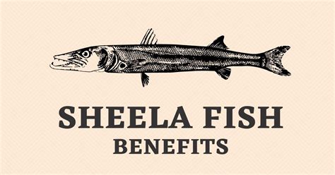 Sheela Fish in English | Sheela Fish Benefits | Barracuda – The Global Statistics