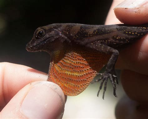 Research: Flashy lizards are more attractive to mates and to predators | Binghamton News