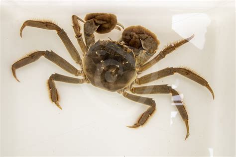 Chinese mitten crab in a research tank - Nature Stock Photo Agency