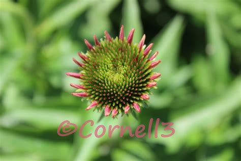 Echinacea Flower Digital Photo Instant Download Digital File Note Card ...