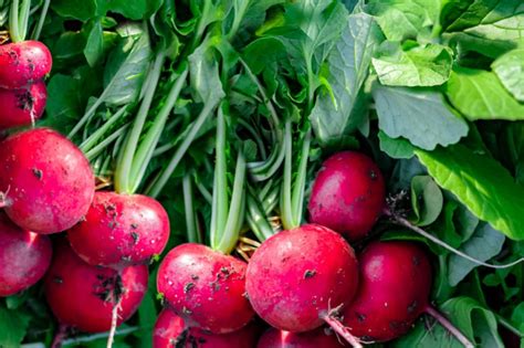 14 Best Vegetables for a Fall Garden