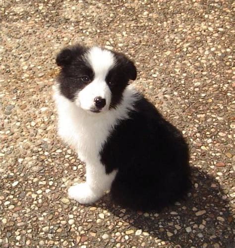 Border Collie Puppy - Border Collie Photo (3581757) - Fanpop