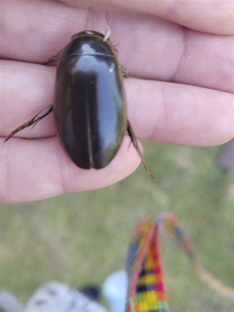 Minnesota Seasons - understriped diving beetle