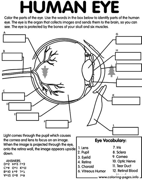 Human Eye Coloring page Printable