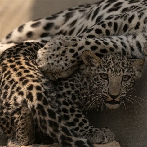 Hope for the future - two remarkable Arabian leopard cubs - TrendRadars UK