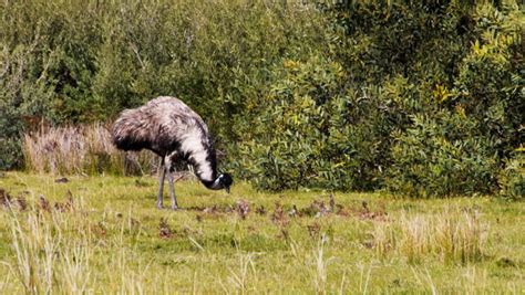 Close Up Of An Emu Eating Seeds On The Ground Stock Footage Video 2759138 - Shutterstock