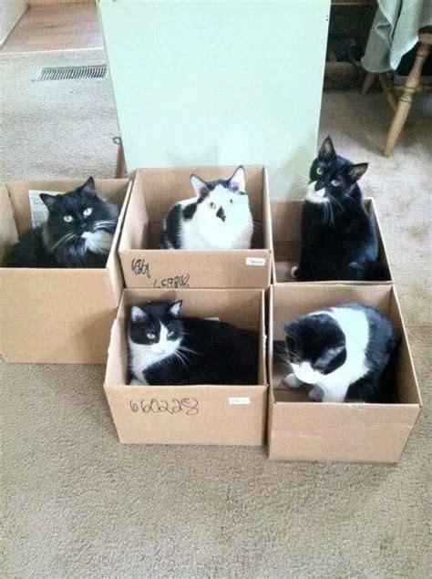 Pin by lucidentia on cats in boxes | Crazy cats, Cute cats, Cat love