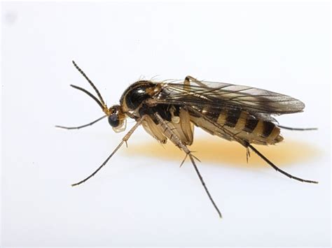 Identifying Fungus Gnats: How To Get Rid Of Soil Gnats