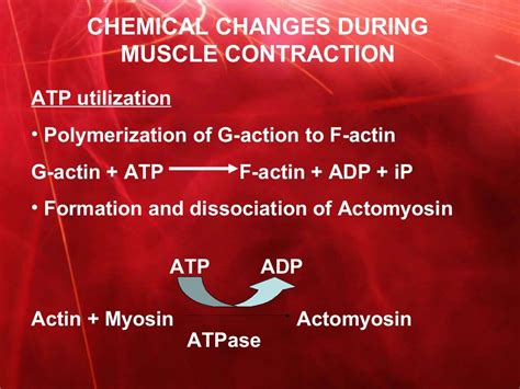 Mechanism and chemical changes occuring during muscle contraction