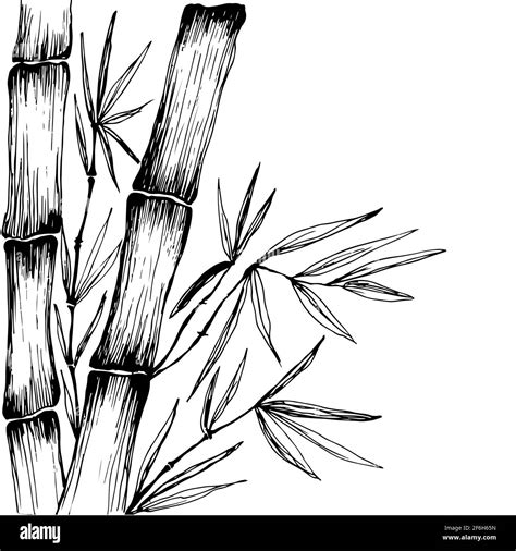 Bamboo leaves branches stem black and white decorative frame. Pattern ...