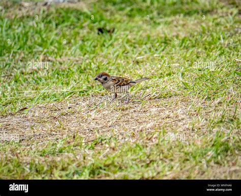 A dark colored Eurasian tree sparrow, passer montanus, hopping along the lawn looking for food ...