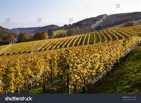 The Vineyards In The Jurancon Region Of Southwest France, Grow Gros Manseng And Petit Manseng ...