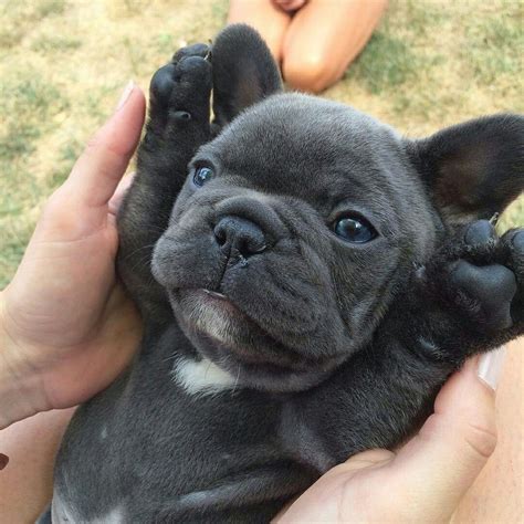 #Frenchie #Puppy #Frenchbulldog #Cute #Pupsofpinterest | French bulldog puppies, Bulldog puppies ...