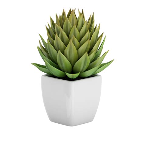 green succulent in a pot isolated on transparent background 11124773 PNG