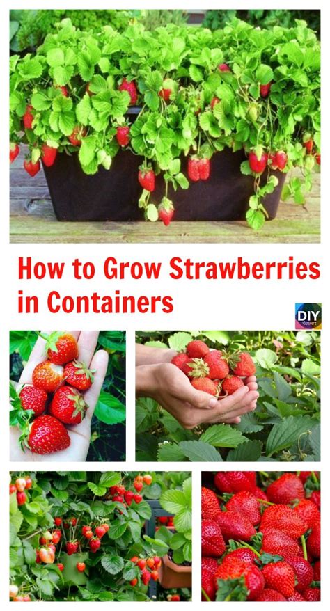 diy4ever- How to Grow Strawberries in Containers P