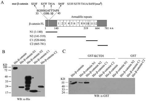 (A) Schematic representation of protein domain structure of β-catenin... | Download Scientific ...