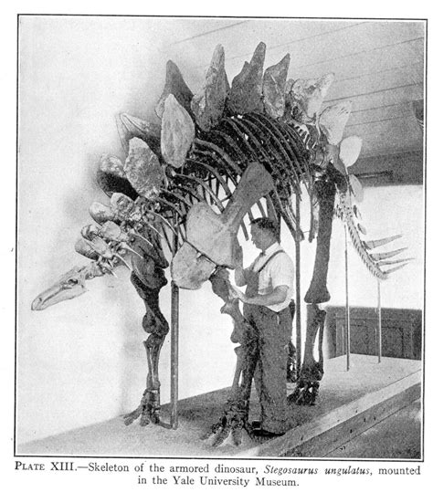 Dinosaur Skeletal Reconstruction Prehistoric Animal Bones - Stegosaurus Skeleton - 3 Sharp