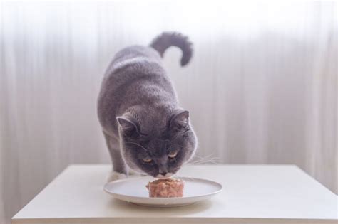 4 Best Cat Foods for Kidney Disease | Great Pet Care