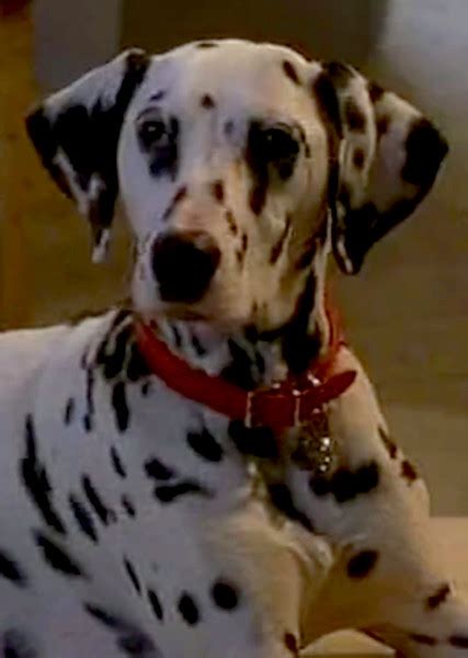 Dottie (101 Dalmatians) Photo on myCast - Fan Casting Your Favorite Stories