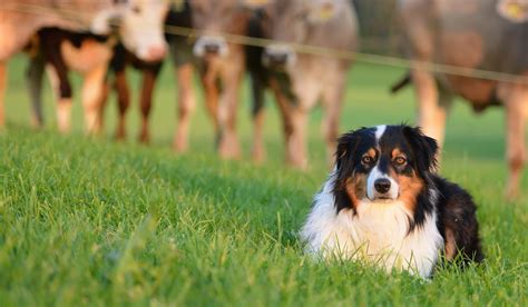 The Herding Dogs Breeds - Breed Profile, Facts, Images