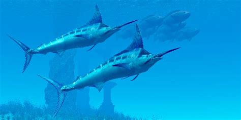 Atlantic Blue Marlin - Animal Facts and Information