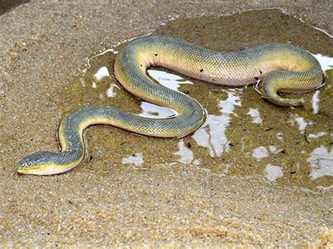 Beaked Sea Snake - Hydrophis schistosus