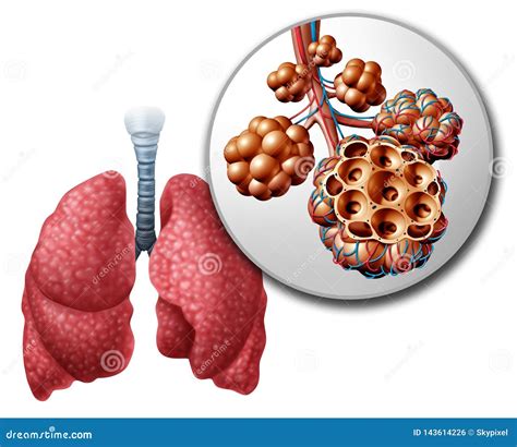 Lung Pulmonari Alveoli stock illustration. Illustration of capillary ...