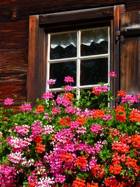 Free Images : wood, flower, window, old, red, garden, flora, geranium, sunny, farmhouse ...