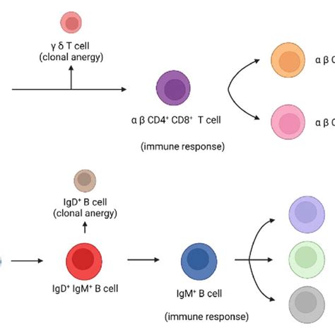 The immune responses and clonal anergy mechanism of B or T cells. If T... | Download Scientific ...