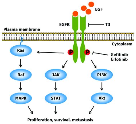 Epidermal growth factor receptor (EGFR) and its downstream signaling... | Download Scientific ...