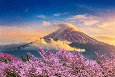4 Tips for Your Cherry Blossom Trip to Japan in 2023 | Zicasso