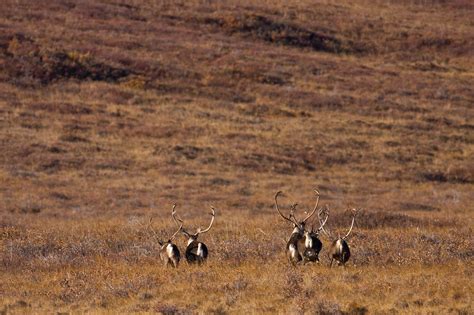 Western Arctic Caribou Herd Sees Dramatic and Mysterious Decline ...