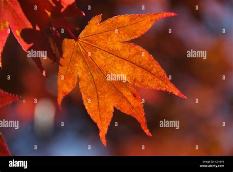 Orange maple leaf Stock Photo - Alamy