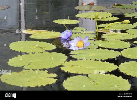 Purple water lily on the pond Stock Photo - Alamy