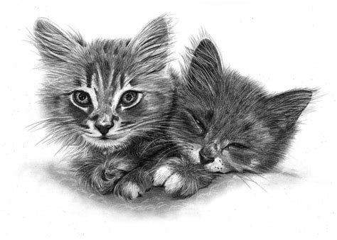 Pencil Pet Portraits from Photos - Drawings of Cats, Dogs & Horses