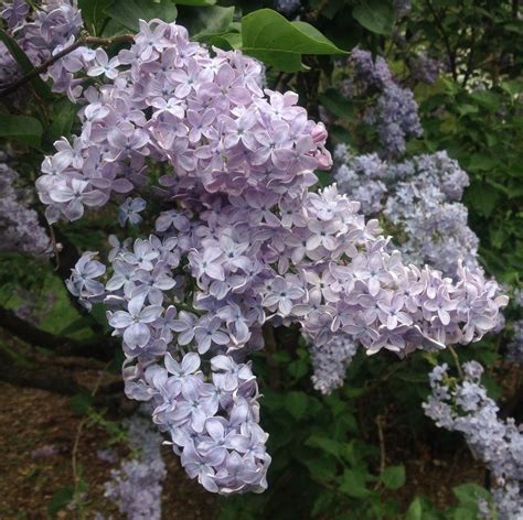 Lilacs: Plant Care and Collection of Varieties - Garden.org