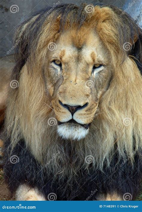 African Barbary Lion stock image. Image of mammalia, aggressive - 7148391