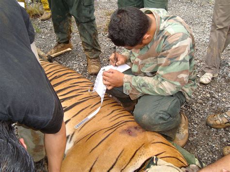 Tiger rescue highlights poaching threat in Malaysia | WWF