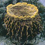 Sponges (Porifera) on Singapore Seashores