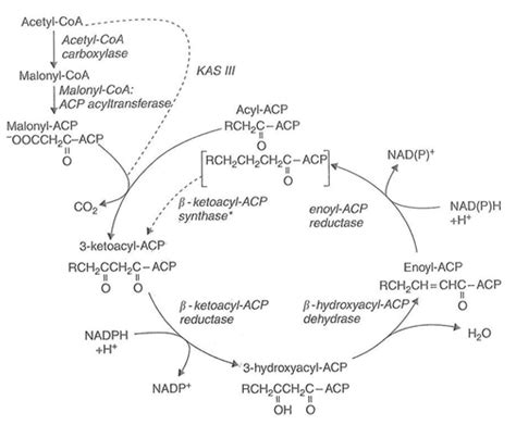 Fatty Acid Synthesis Pathway Diagram