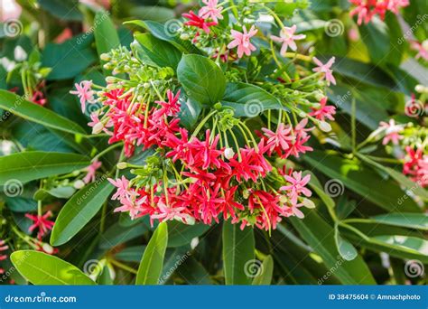 Pink Flower Quisqualis Indica,Chinese Honeysuckle, Rangoon Creep Stock ...