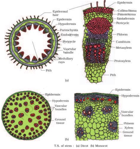 NCERT Solutions for Class 11th: Ch 6 Anatomy of Flowering Plants Biology