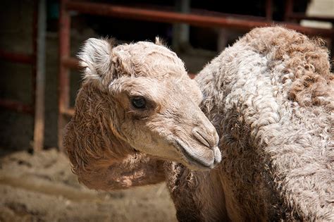 Baby Camel at Memphis Zoo - Animal Fact Guide