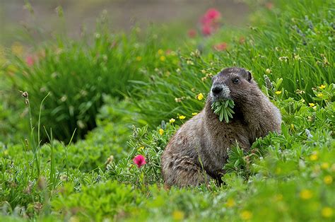 Hoary Marmot Eating Breakfast | Sean Crane Photography