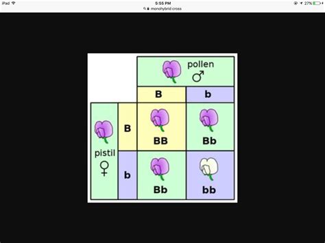 AP GRADE 11 BIOLOGY- MONOHYBRID CROSSES Diagram | Quizlet