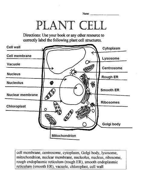 Superstar Worksheet Plant Cell Answer Key