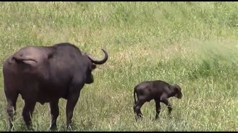 Tiny Baby Buffalo Seen With Herd | Kruger National Park - YouTube