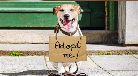 Adoption Event – Friends of the Burlington County Animal Shelter