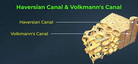 Difference Between Haversian Canal and Volkmann's canal - GeeksforGeeks