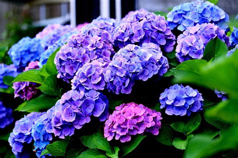 14 Gorgeous Dwarf Hydrangea Varieties Perfect For Small Spaces - Mich Wildflowers